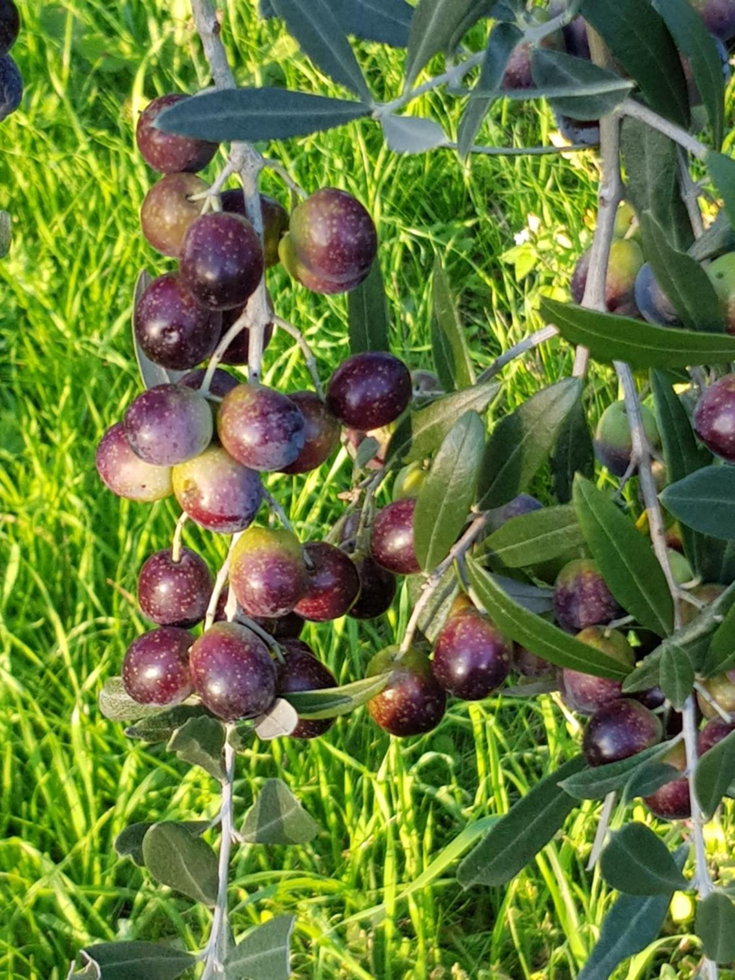 Agriturismo Podere Casalone Limite المظهر الخارجي الصورة